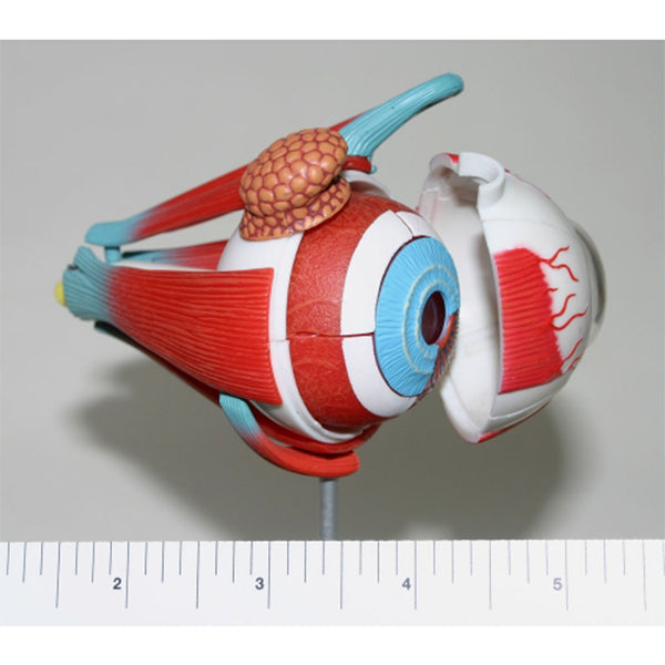 2-inch Eye Model with Muscles